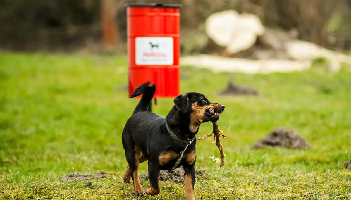 Čas uklidit po svém mazlíčkovi....